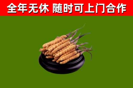 高州市回收冬虫夏草